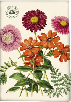 Prosop -  Kew Garden Delights Painted Daisy Tea Towel