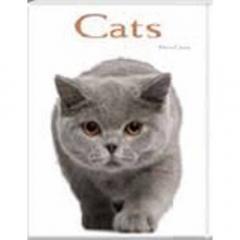 Cats: Pocket Book