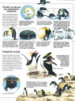 Viata salbatica a lumii. Zonele polare