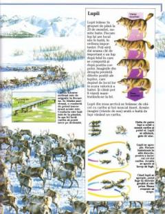 Viata salbatica a lumii. Zonele polare