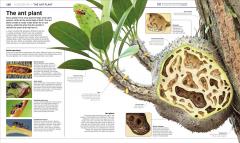 Knowledge Encyclopedia Plants and Fungi!