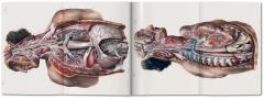 Bourgery. Atlas of Human Anatomy and Surgery