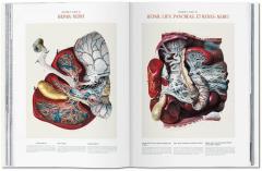 Bourgery. Atlas of Human Anatomy and Surgery