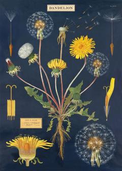 Poster - Dandelion Chart