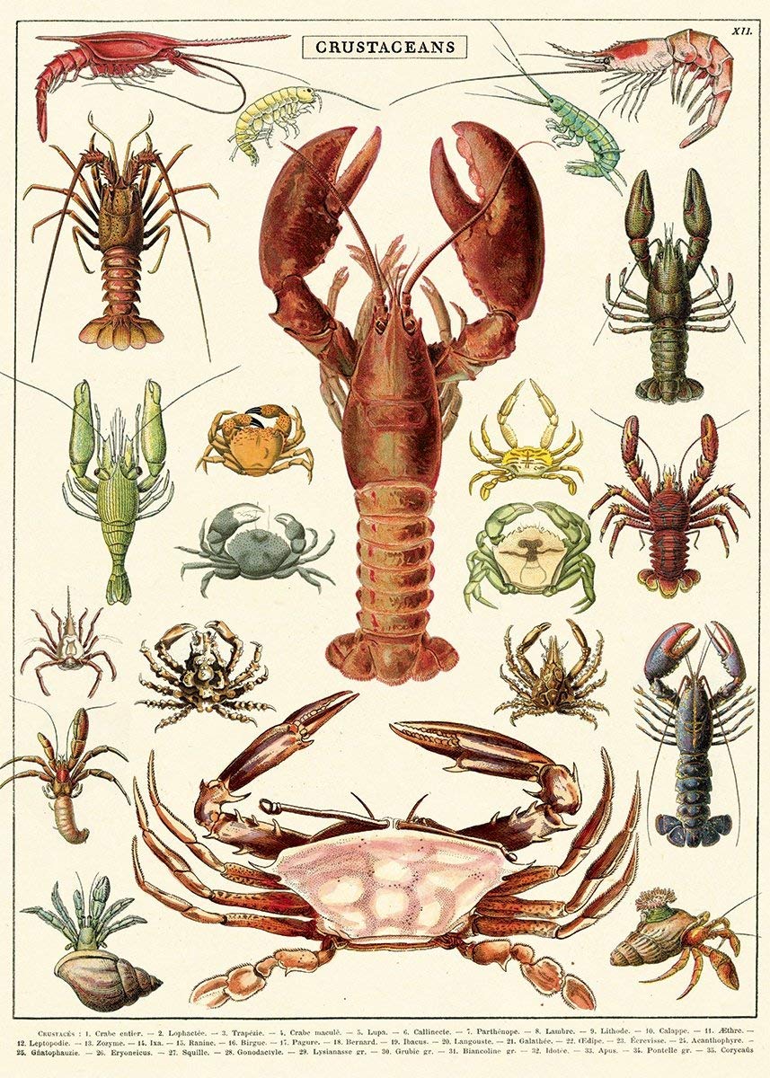 Crustaceans characteristics pdf image
