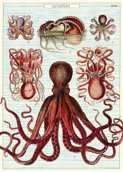 Poster - Octopods