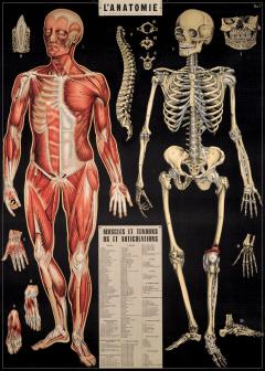Poster - L'anatomie
