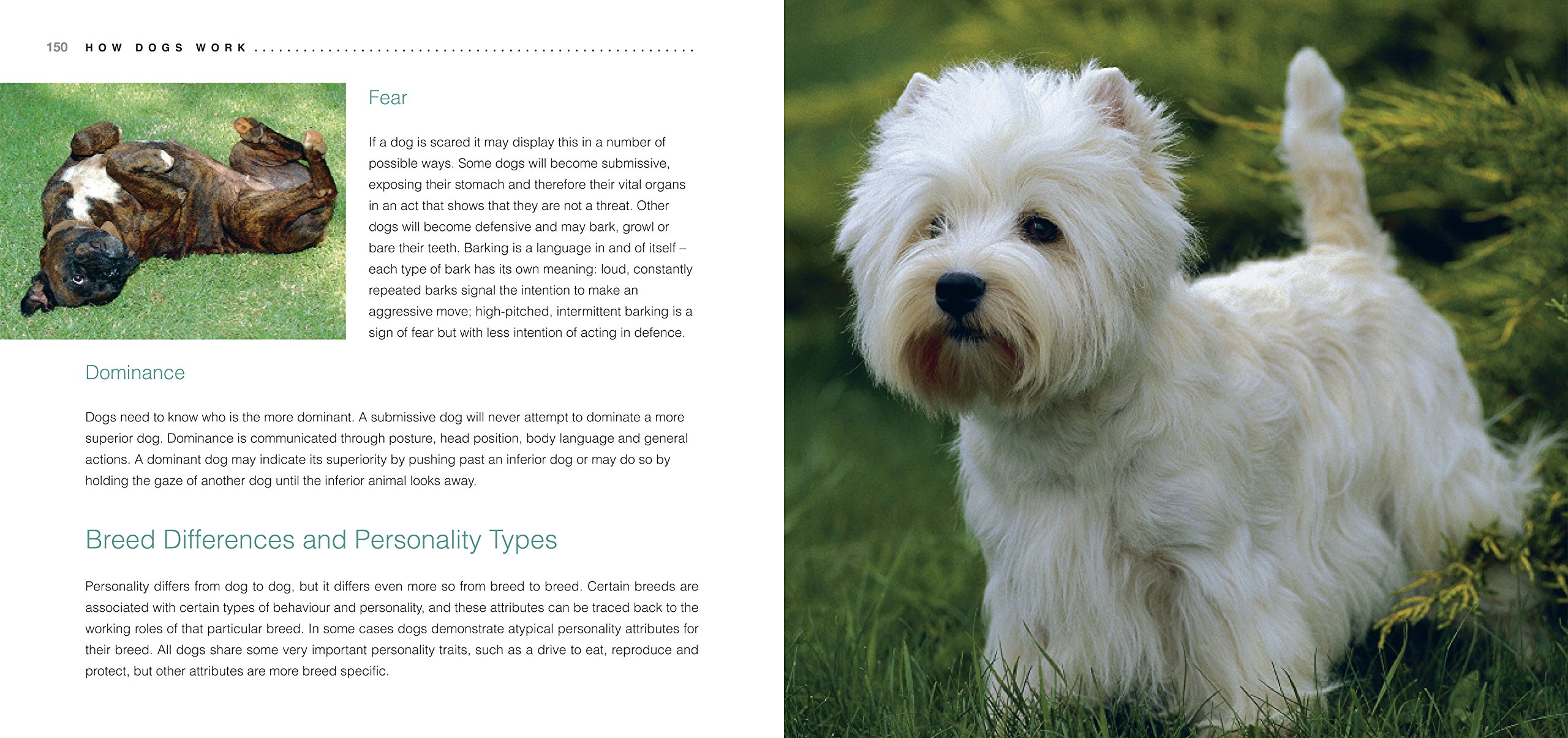 Choosing & Looking After Your Dog Sean O'Meara