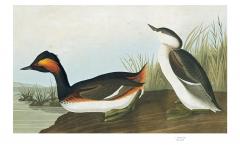 Audubon's Birds of America