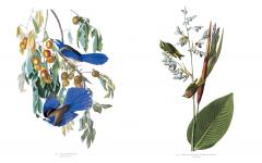 Audubon's Birds of America