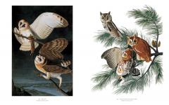 Audubon's Birds of America