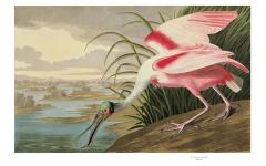 Audubon's Birds of America