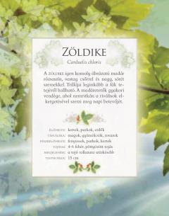 Ismerd meg a kerti madarak hangjat!