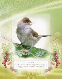 Ismerd meg a kerti madarak hangjat!