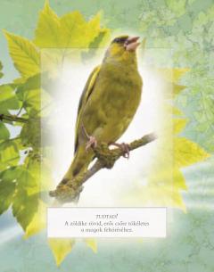 Ismerd meg a kerti madarak hangjat!