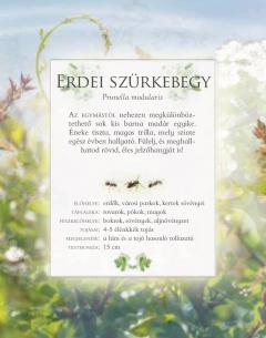 Ismerd meg a kerti madarak hangjat!