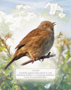 Ismerd meg a kerti madarak hangjat!