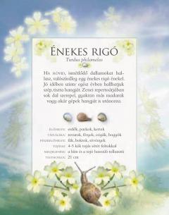 Ismerd meg a kerti madarak hangjat!