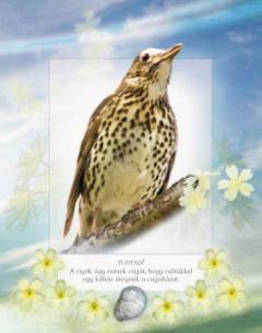 Ismerd meg a kerti madarak hangjat!