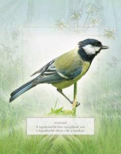 Ismerd meg a kerti madarak hangjat!