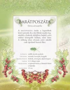 Ismerd meg a kerti madarak hangjat!