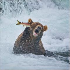 Calendar 2024 - Comedy Wildlife Photography Awards