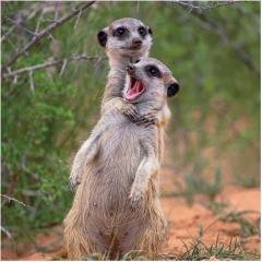 Calendar 2024 - Comedy Wildlife Photography Awards