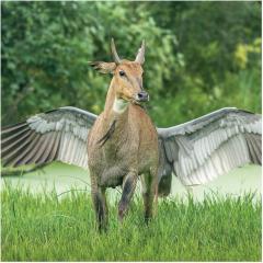 Calendar 2024 - Comedy Wildlife Photography Awards