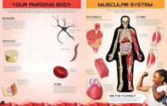 Inside Out Human Body