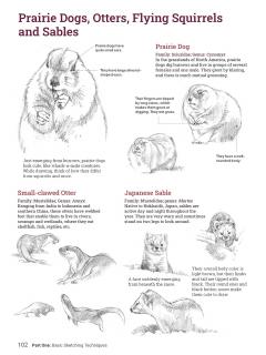 How to Draw Animals