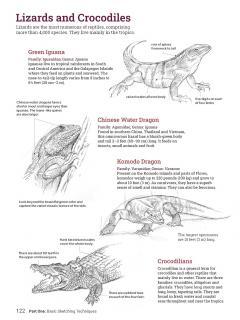 How to Draw Animals