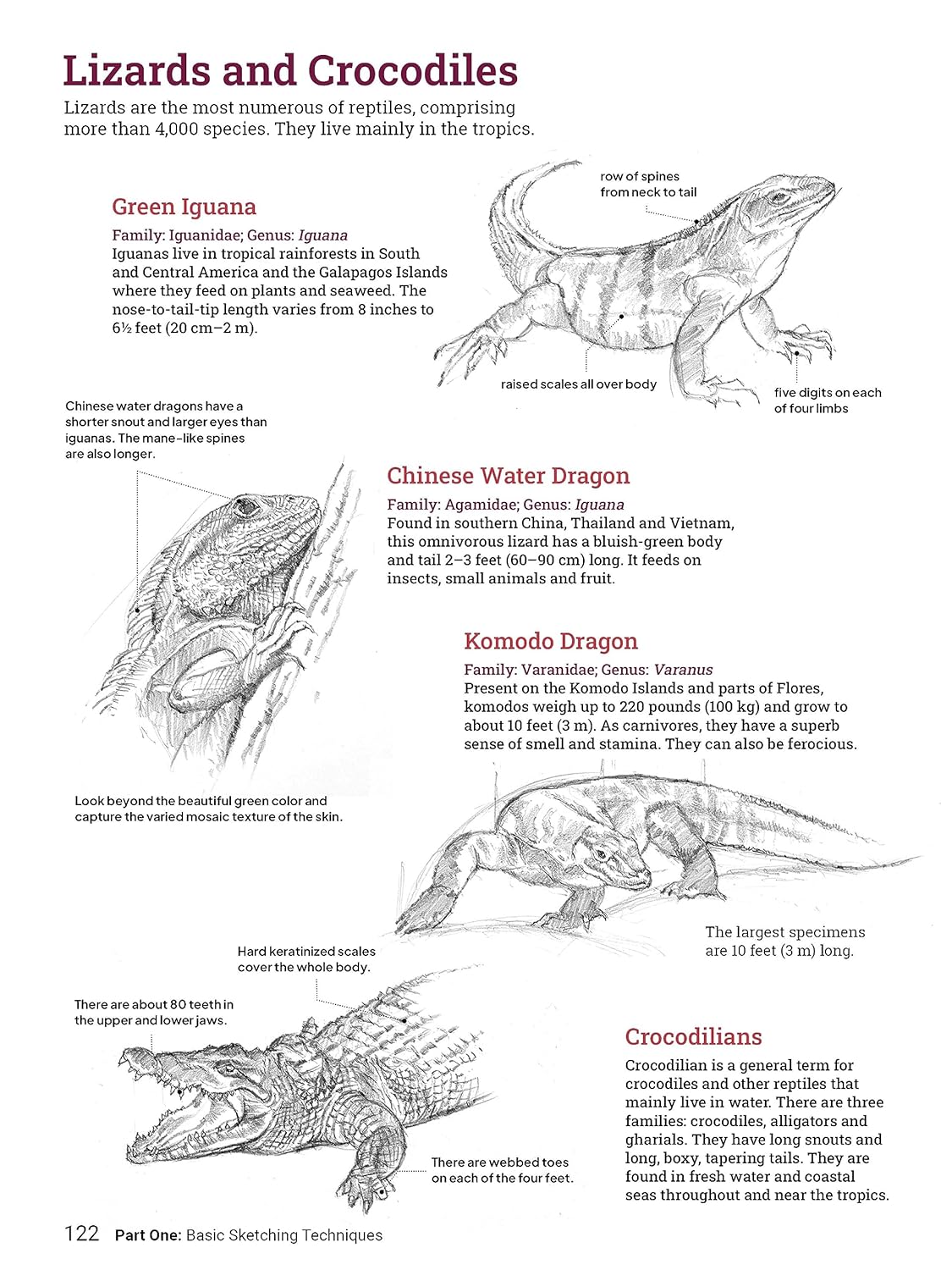 How to Draw Animals: A Visual Reference Guide to Sketching 100