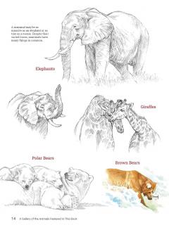 How to Draw Animals