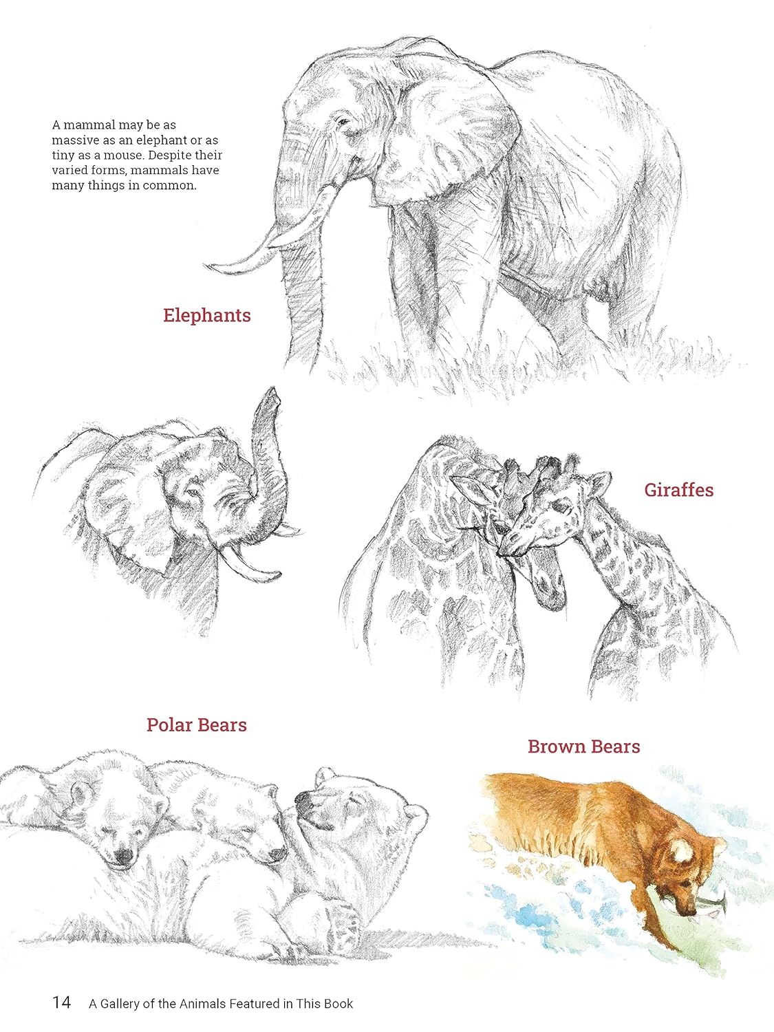 How to Draw Animals (9784805317358)