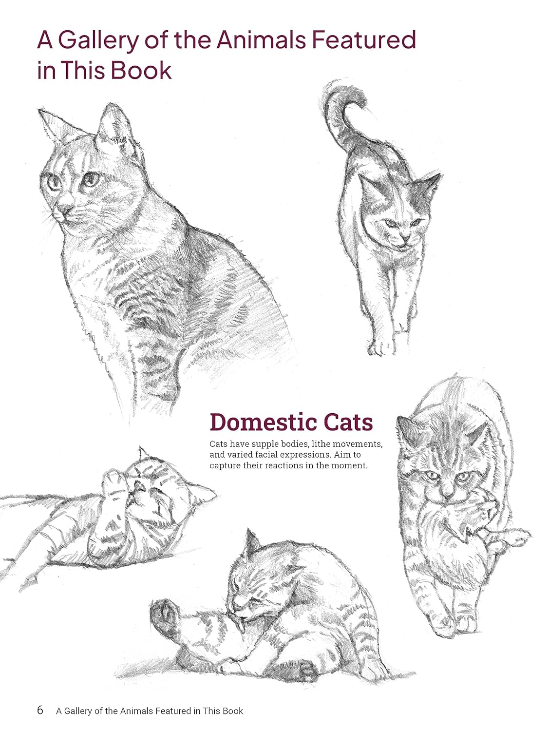 How to Draw Animals: A Visual Reference Guide to Sketching 100 Animals  Including Popular Dog and Cat Breeds! (with Over 800 Illustrations) by  Naito, Sadao (Paperback)