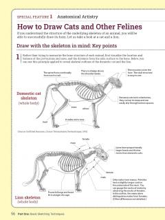 How to Draw Animals