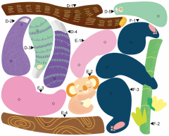 Set creativ de razuit - Animale din padure