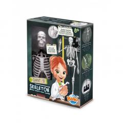 Jucarie educativa - Skeleton 45 cm