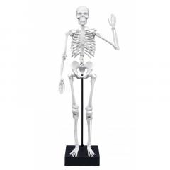 Jucarie educativa - Skeleton 45 cm