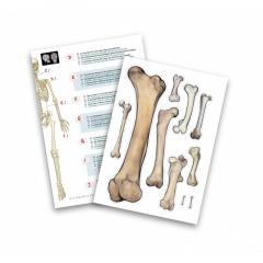 Jucarie educativa - Skeleton 45 cm