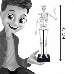 Jucarie educativa - Skeleton 45 cm