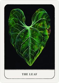 Gentle Chaos Pocket Oracle Deck