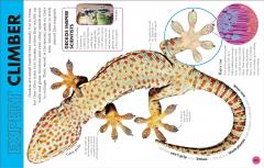 Everything You Need to Know About Snakes and Other Scaly Reptiles