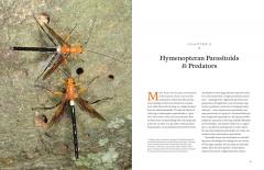 Hymenoptera
