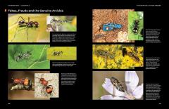 Hymenoptera