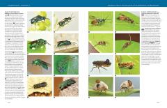 Hymenoptera