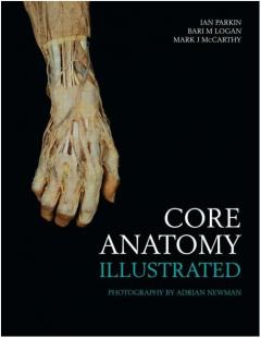 Core Anatomy - Illustrated