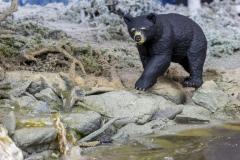 Figurina - North American Black Bear