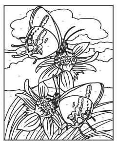 Creative Haven Butterflies Color by Number Coloring Book