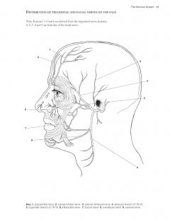 Complete Anatomy Coloring Book